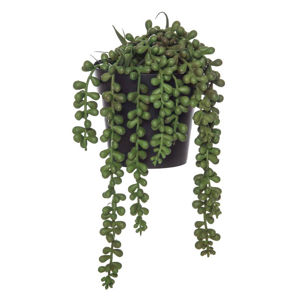 String Of Pearls - Garden Pot