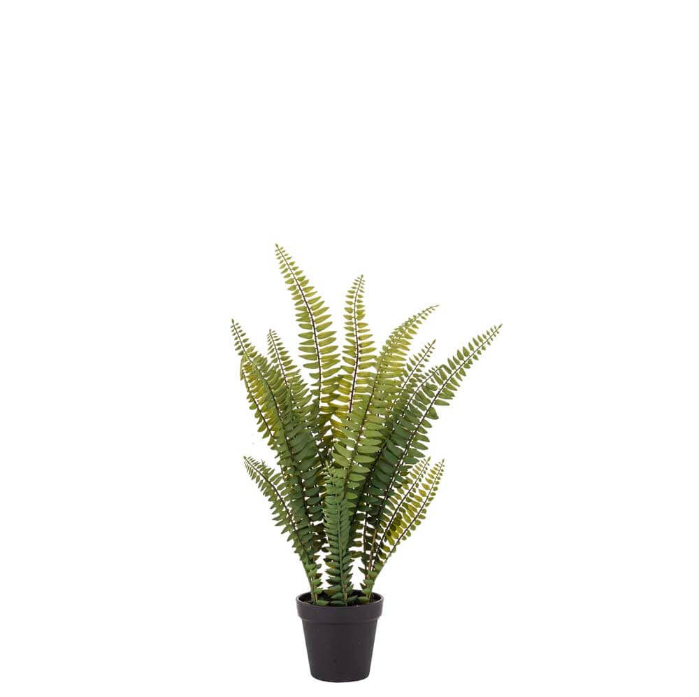 Boston Fern-Garden Pot