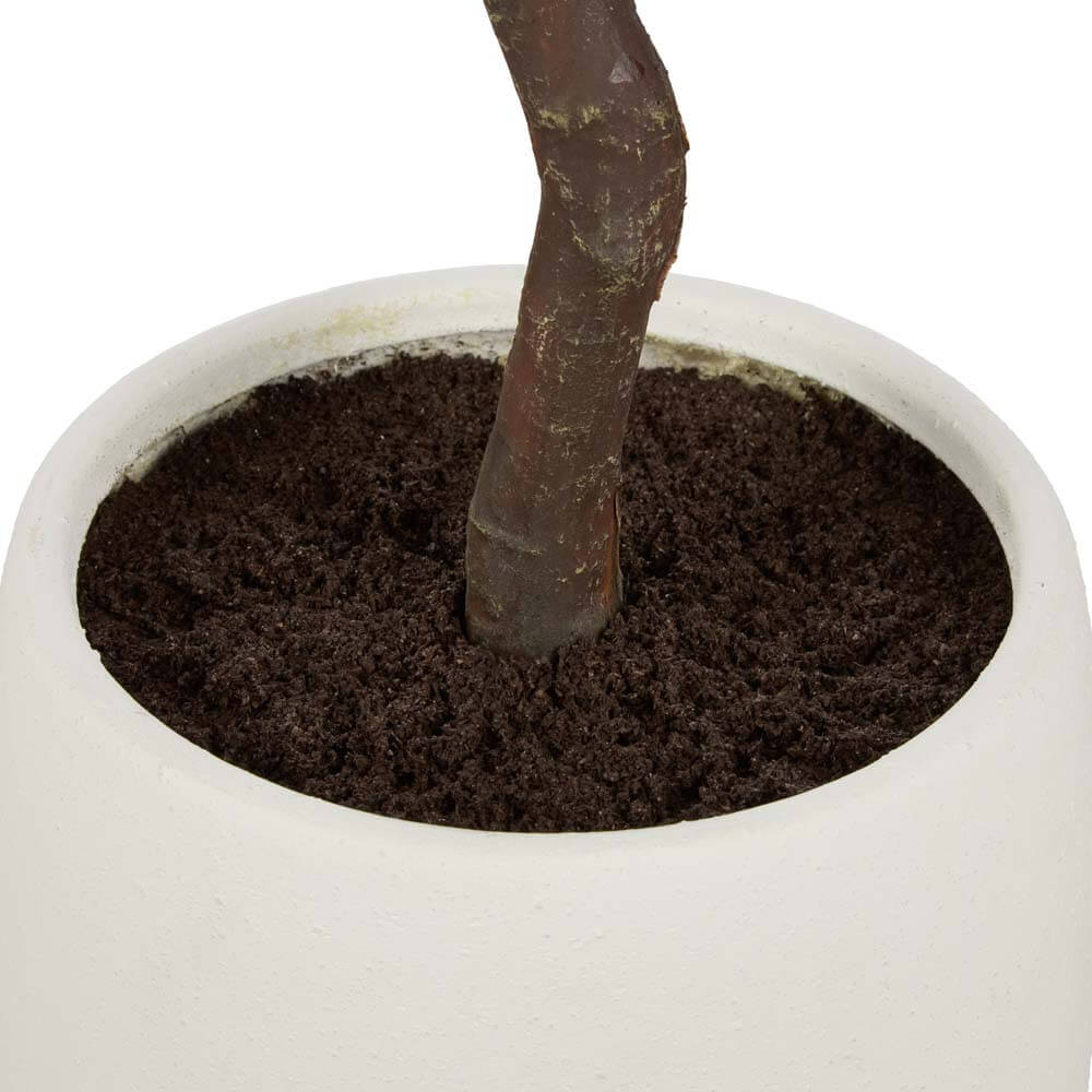 Eucalyptus Tree - Tub Pot